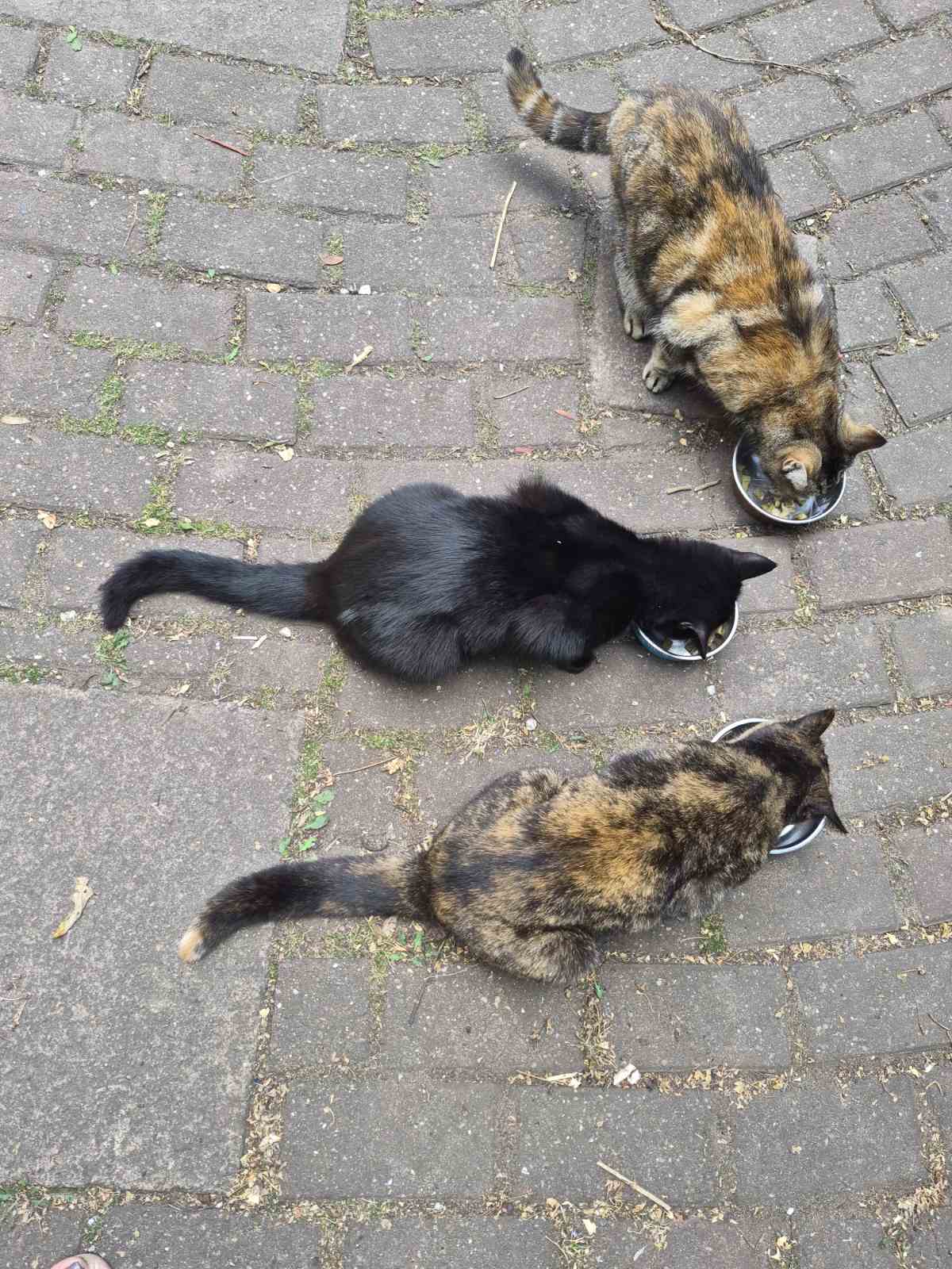 Our cats